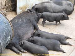 8 - I maialini fanno colazione - Pigs eat  breakfast